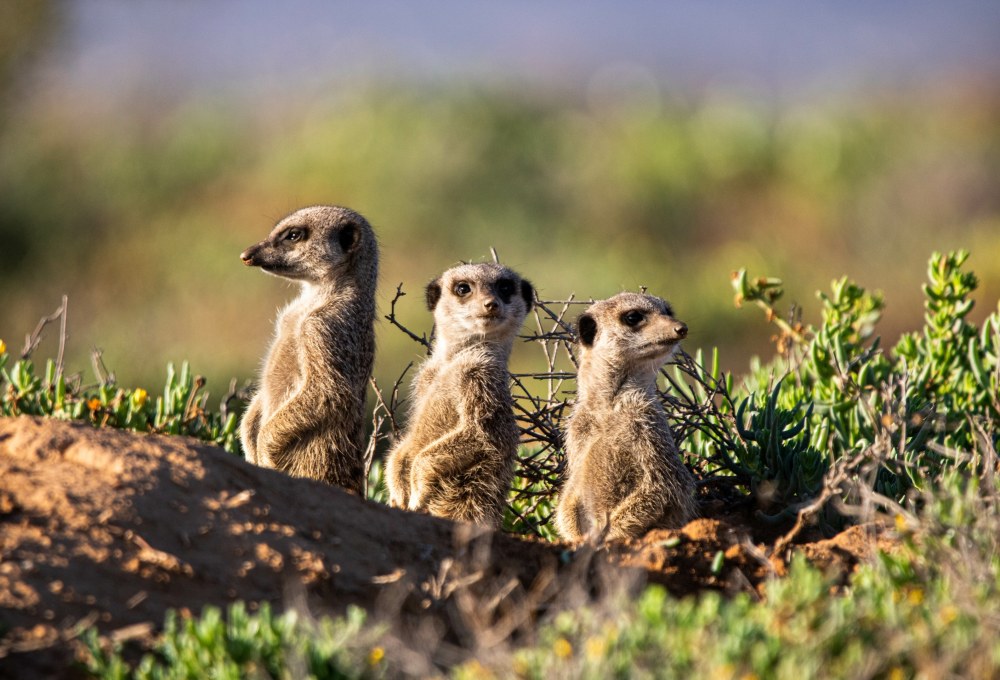Sunrise-Erdmännchensafari & Weiterfahrt